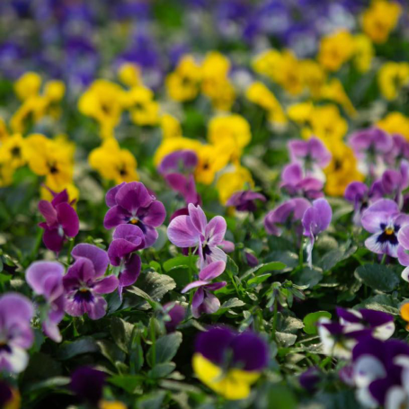 Purple and yellow pansies