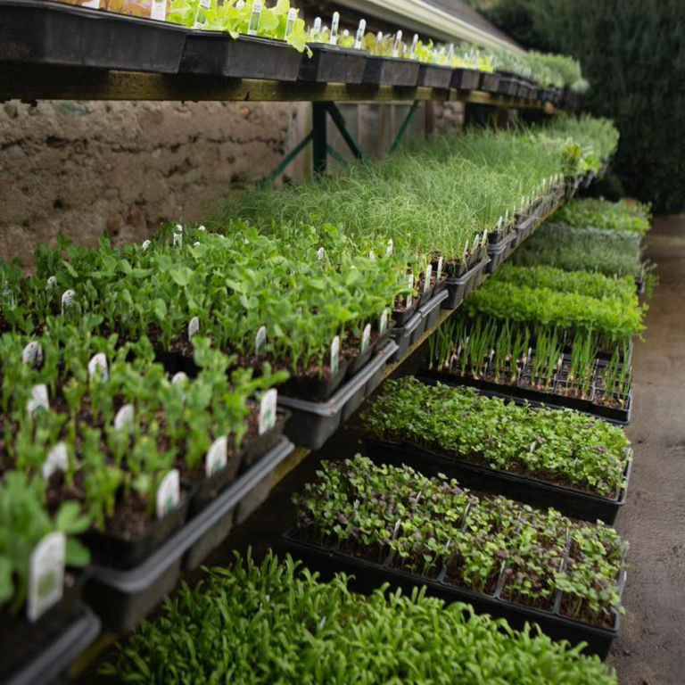 plant nursery