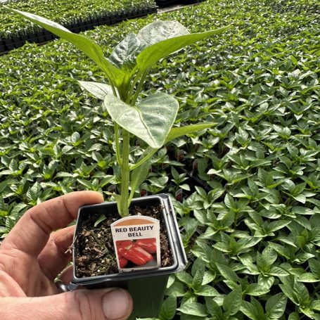 Red Beauty Bell Pepper Plant